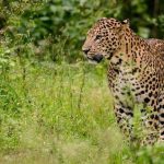 നെലമംഗലയിൽ വീണ്ടും പുള്ളിപ്പുലി ഭീതി; ജാഗ്രത നിർദേശം നൽകി വനം വകുപ്പ്