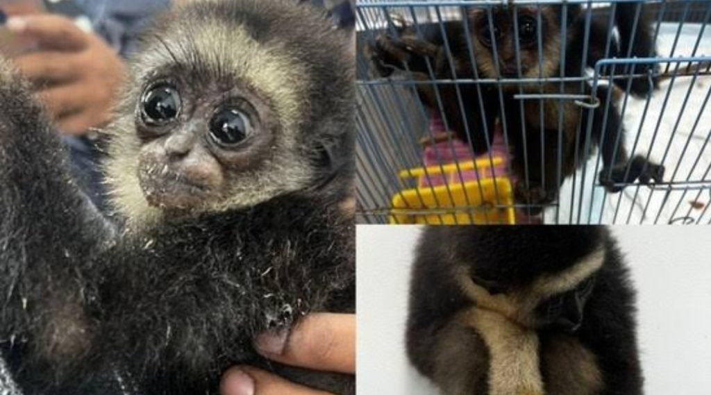 ബെംഗളൂരു വിമാനത്താവളം വഴി ഗിബ്ബണുകളെ കടത്താൻ ശ്രമം; രണ്ട് പേർ പിടിയിൽ