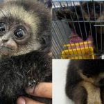 ബെംഗളൂരു വിമാനത്താവളം വഴി ഗിബ്ബണുകളെ കടത്താൻ ശ്രമം; രണ്ട് പേർ പിടിയിൽ