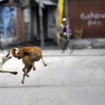 കോഴിക്കോട് തെരുവുനായ ആക്രമണം; പത്തിലേറെ പേരെ ഓടിച്ചിട്ട് കടിച്ചു