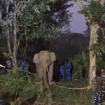 പന്തല്ലൂരിൽ ഭീതി പരത്തിയ ബുള്ളറ്റ് കൊമ്പനെ മയക്ക് വെടിവെച്ച് പിടികൂടി