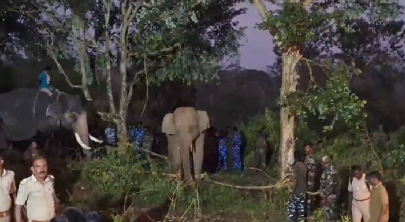 പന്തല്ലൂരിൽ ഭീതി പരത്തിയ ബുള്ളറ്റ് കൊമ്പനെ മയക്ക് വെടിവെച്ച് പിടികൂടി