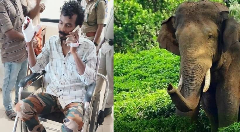 കാട്ടാനകളെ കാട് കയറ്റുന്നതിനിടെ വാച്ചര്‍ക്ക് പരുക്കേറ്റു