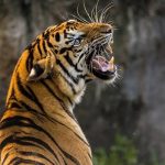 കടുവയുടെ ആക്രമണത്തിൽ യുവാവിന് ഗുരുതര പരുക്ക്