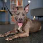 രണ്ട് വയസുകാരിയെ പിറ്റ് ബുള്‍ ആക്രമിച്ചു; ഉടമയ്ക്കെതിരെ കേസ്