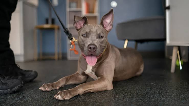 രണ്ട് വയസുകാരിയെ പിറ്റ് ബുള് ആക്രമിച്ചു; ഉടമയ്ക്കെതിരെ കേസ്