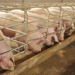 കോട്ടയത്ത് ആഫ്രിക്കൻ പന്നിപ്പനി സ്ഥിരീകരിച്ചു