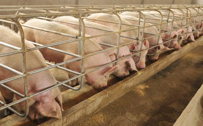 കോട്ടയത്ത് ആഫ്രിക്കൻ പന്നിപ്പനി സ്ഥിരീകരിച്ചു