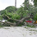 മരക്കൊമ്പ് ദേഹത്ത് വീണ് ഒമ്പത് വയസുകാരന് പരുക്ക്