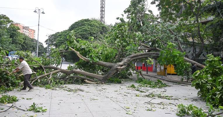 മരക്കൊമ്പ് ദേഹത്ത് വീണ് ഒമ്പത് വയസുകാരന് പരുക്ക്