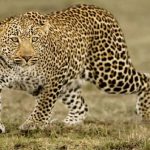 ഇൻഫോസിസ് കാമ്പസിനു സമീപം പുള്ളിപ്പുലിയുടെ സാന്നിധ്യം