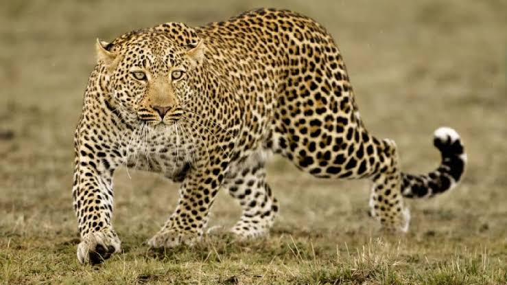 ഇൻഫോസിസ് കാമ്പസിനു സമീപം പുള്ളിപ്പുലിയുടെ സാന്നിധ്യം