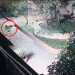 തുമകുരുവിൽ പുള്ളിപ്പുലി ഭീതി; സിദ്ധഗംഗ മഠത്തിന് സമീപം ജാഗ്രത നിർദേശം