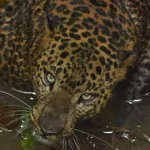 കണ്ണൂരും ധോണിയിലും ആശങ്ക പടർത്തി പുലി; വയനാട്ടില്‍ കടുവ