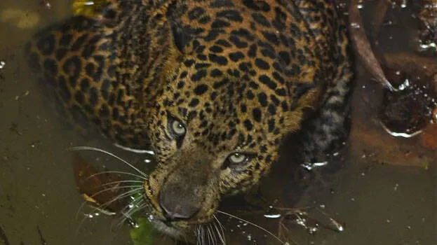 കണ്ണൂരും ധോണിയിലും ആശങ്ക പടർത്തി പുലി; വയനാട്ടില്‍ കടുവ