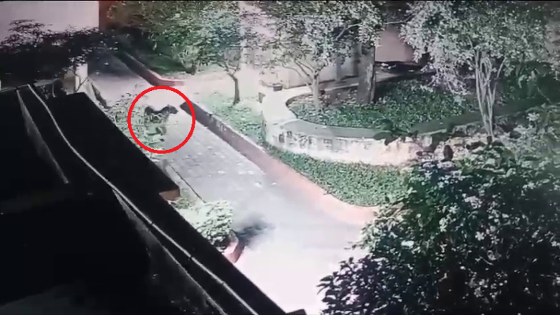 തുമകുരുവിൽ പുള്ളിപ്പുലി ഭീതി; സിദ്ധഗംഗ മഠത്തിന് സമീപം ജാഗ്രത നിർദേശം