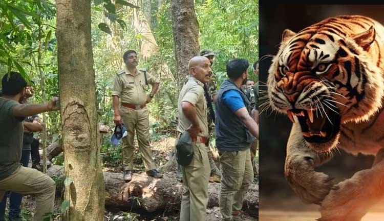 വയനാട്ടില്‍ ദൗത്യസംഘാംഗത്തിന് നേരെ കടുവയുടെ ആക്രമണം