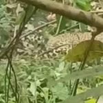 കണ്ണൂരില്‍ പന്നിക്കെണിയില്‍ പുലി കുടുങ്ങി