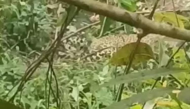 കണ്ണൂരില്‍ പന്നിക്കെണിയില്‍ പുലി കുടുങ്ങി