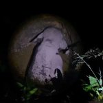 മലപ്പുറം അരീക്കോട് കാട്ടാന കിണറ്റിൽ വീണു; കരക്കെത്തിക്കാൻ ശ്രമം