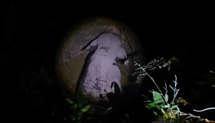 മലപ്പുറം അരീക്കോട് കാട്ടാന കിണറ്റിൽ വീണു; കരക്കെത്തിക്കാൻ ശ്രമം