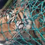 ചത്ത കടുവയുടെ ആന്തരിക അവയവങ്ങളില്‍ നിന്നും കൊല്ലപ്പെട്ട രാധയുടെ ശരീര അവശിഷ്ടങ്ങളും കമ്മലും കണ്ടെത്തി