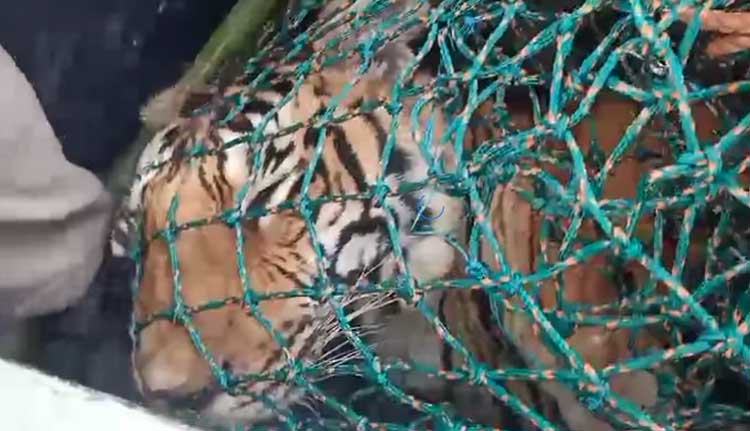 ചത്ത കടുവയുടെ ആന്തരിക അവയവങ്ങളില്‍ നിന്നും കൊല്ലപ്പെട്ട രാധയുടെ ശരീര അവശിഷ്ടങ്ങളും കമ്മലും കണ്ടെത്തി