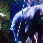 മണിക്കൂറുകൾ നീണ്ട പരിശ്രമം; കിണറില്‍ വീണ കാട്ടാനയെ കരകയറ്റി