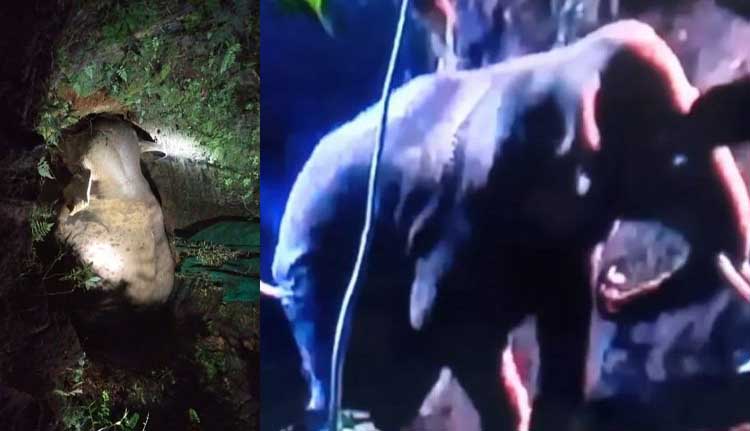 മണിക്കൂറുകൾ നീണ്ട പരിശ്രമം; കിണറില് വീണ കാട്ടാനയെ കരകയറ്റി