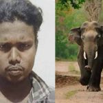 വയനാട്ടിൽ വീണ്ടും കാട്ടാന ആക്രമണം; ആദിവാസി യുവാവ് കൊല്ലപ്പെട്ടു