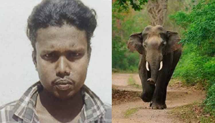 വയനാട്ടിൽ വീണ്ടും കാട്ടാന ആക്രമണം; ആദിവാസി യുവാവ് കൊല്ലപ്പെട്ടു