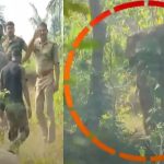 മസ്തകത്തില്‍ മുറിവേറ്റ കാട്ടാനയെ മയക്കുവെക്കാനുള്ള ദൗത്യം വ്യാഴാഴ്ചത്തേക്ക് മാറ്റി