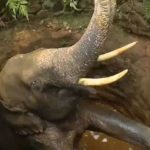 കാട്ടാന കിണറ്റില്‍ വീണ സംഭവം; കേസെടുത്ത് വനം വകുപ്പ്