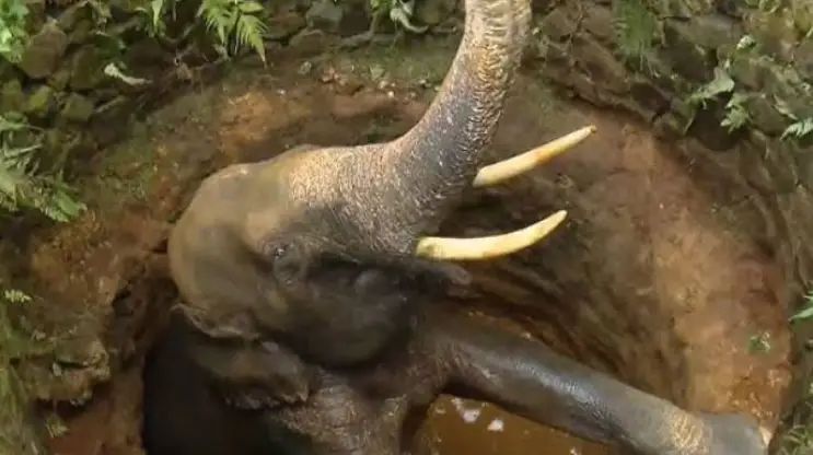 കാട്ടാന കിണറ്റില് വീണ സംഭവം; കേസെടുത്ത് വനം വകുപ്പ്