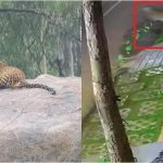 ബനശങ്കരിയിൽ പുള്ളിപ്പുലി സാന്നിധ്യം; ജാഗ്രത പാലിക്കാൻ മുന്നറിയിപ്പ് നൽകി വനം വകുപ്പ്