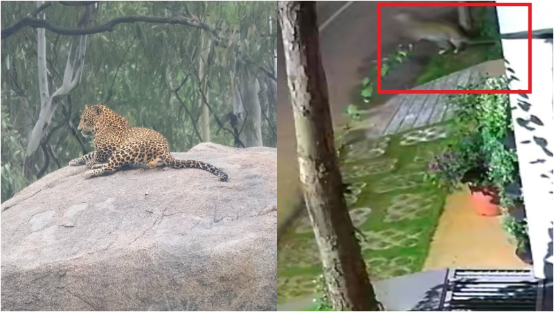 ബനശങ്കരിയിൽ പുള്ളിപ്പുലി സാന്നിധ്യം; ജാഗ്രത പാലിക്കാൻ മുന്നറിയിപ്പ് നൽകി വനം വകുപ്പ്