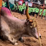 ജല്ലിക്കെട്ടില്‍ കാളയുടെ ചവിട്ടേറ്റ് യുവാവ് മരിച്ചു