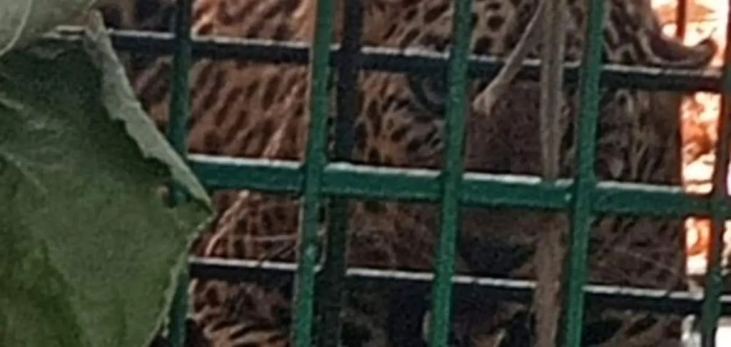 കൂടരഞ്ഞിയില്‍ ഭീതിവിതച്ച പുലി കൂട്ടില്‍ കുടുങ്ങി