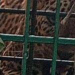 കൂടരഞ്ഞിയില്‍ ഭീതിവിതച്ച പുലി കൂട്ടില്‍ കുടുങ്ങി