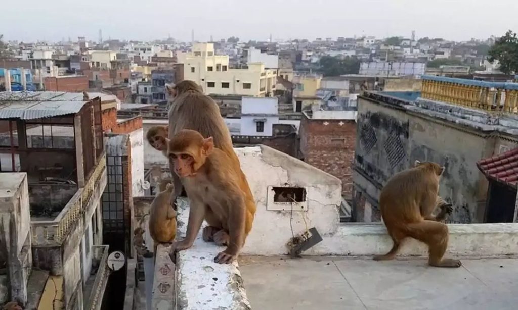 ടെറസിന് മുകളില്‍ നിന്ന് കുരങ്ങന്മാർ തള്ളിയിട്ട വിദ്യാര്‍ഥിനി മരിച്ചു