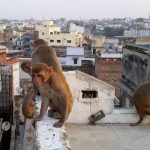 ടെറസിന് മുകളില്‍ നിന്ന് കുരങ്ങന്മാർ തള്ളിയിട്ട വിദ്യാര്‍ഥിനി മരിച്ചു