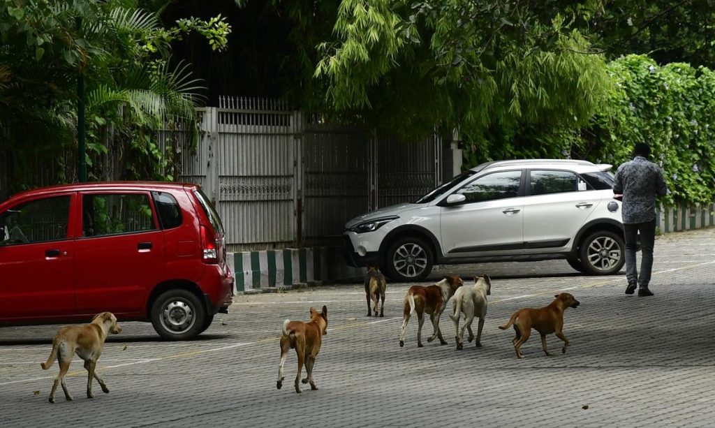സംസ്ഥാനത്ത് ആദ്യമായി മൃഗസംരക്ഷണ കേന്ദ്രങ്ങൾ തുറക്കാനൊരുങ്ങി ബിബിഎംപി