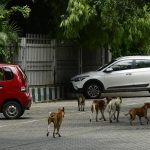 സംസ്ഥാനത്ത് ആദ്യമായി മൃഗസംരക്ഷണ കേന്ദ്രങ്ങൾ തുറക്കാനൊരുങ്ങി ബിബിഎംപി