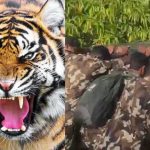 നരഭോജി കടുവയെ കൊല്ലാനുള്ള പ്രത്യേക ദൗത്യം ഇന്നും; പുലര്‍ച്ചെയും കടുവയെ കണ്ടു