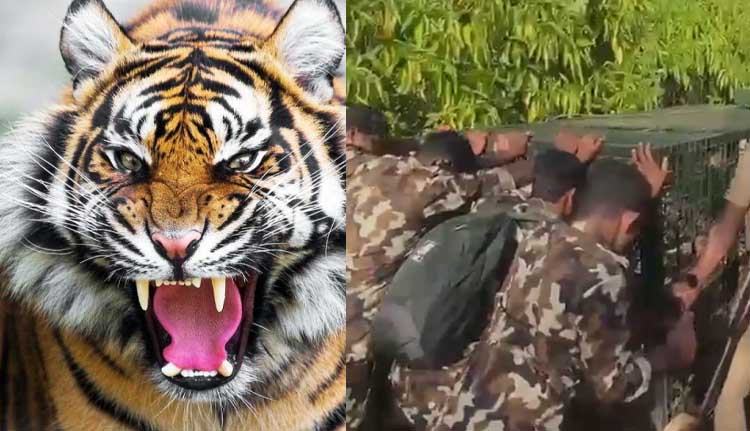 നരഭോജി കടുവയെ കൊല്ലാനുള്ള പ്രത്യേക ദൗത്യം ഇന്നും; പുലര്‍ച്ചെയും കടുവയെ കണ്ടു