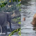 മസ്തകത്തില്‍ പരുക്കേറ്റ കാട്ടാനയെ മയക്കുവെടിവച്ചു; ചികിത്സ തുടങ്ങി