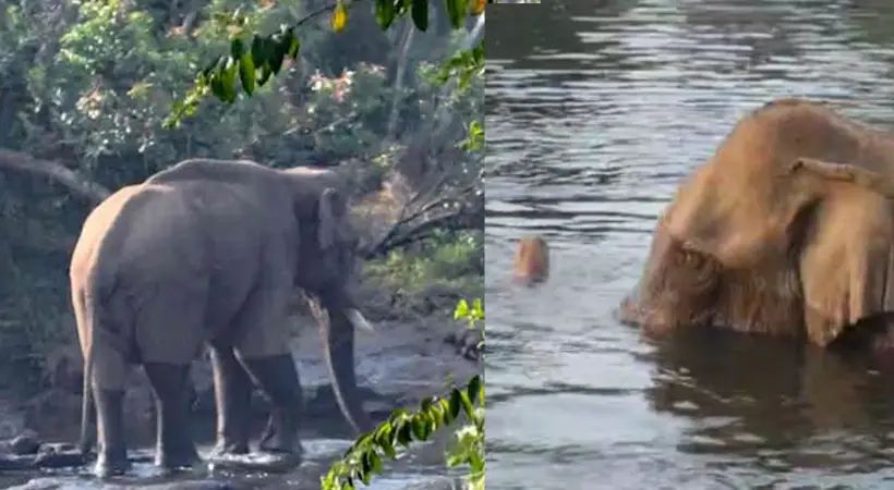 മസ്തകത്തില്‍ പരുക്കേറ്റ കാട്ടാനയെ മയക്കുവെടിവച്ചു; ചികിത്സ തുടങ്ങി