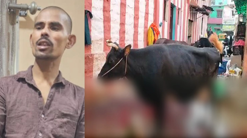 പശുക്കളുടെ അകിട് അറുത്ത സംഭവം; യുവാവ് പിടിയിൽ