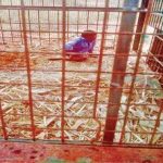 പുലിയെ പിടികൂടാൻ സ്ഥാപിച്ച കൂട്ടിൽ കുടുങ്ങിയത് മനുഷ്യൻ