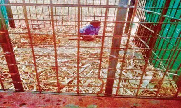 പുലിയെ പിടികൂടാൻ സ്ഥാപിച്ച കൂട്ടിൽ കുടുങ്ങിയത് മനുഷ്യൻ